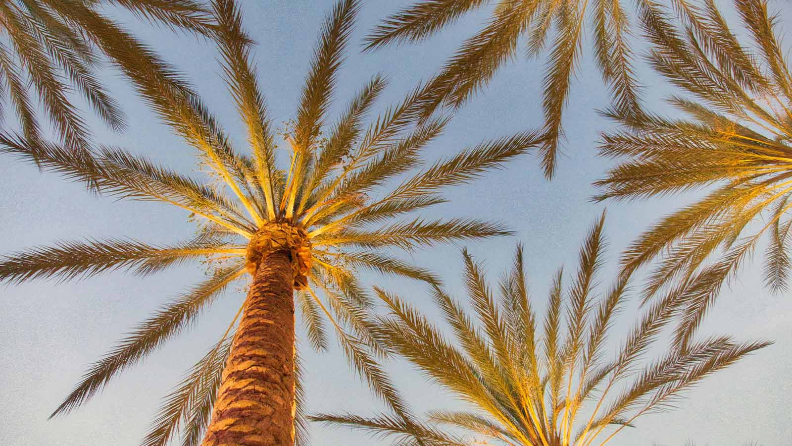 Palm fronds seen from below against a pale blue sky at golden hour