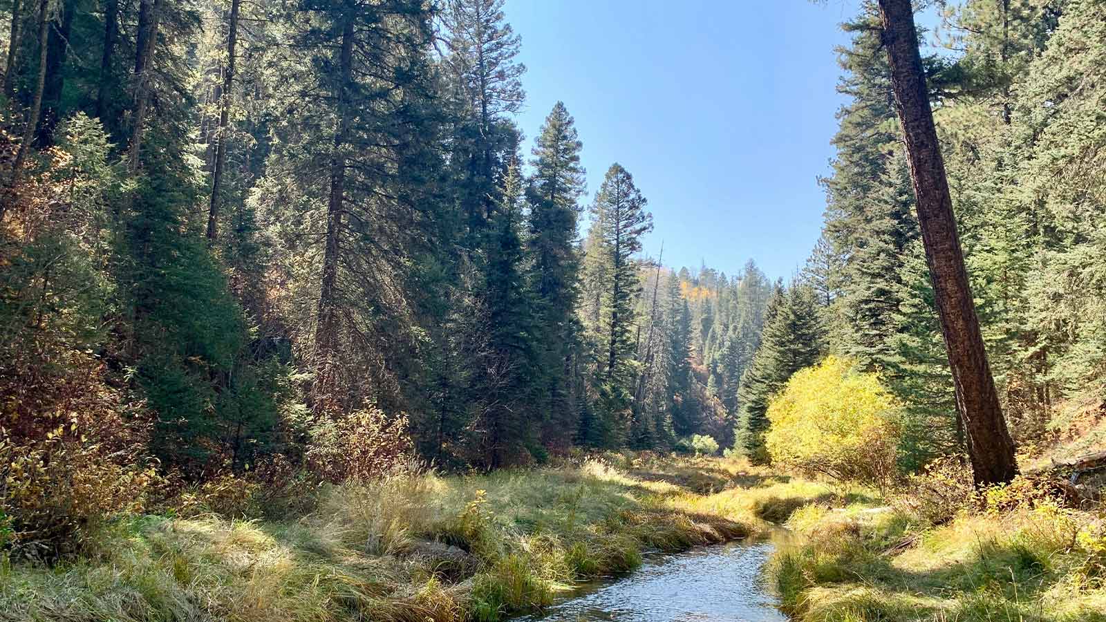 A narrow stream running through tall conifers and autumn grass in a mountain canyon