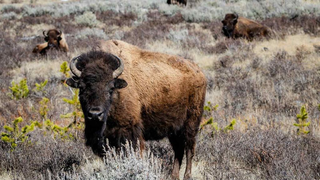 a bison in a field image example of lender's title insurance lenders title insurance fee
