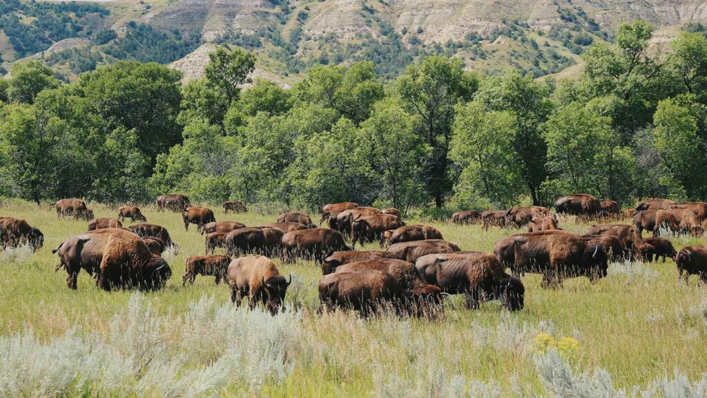 a herd of buffalo grazing in a grassy field North Dakota Title Search