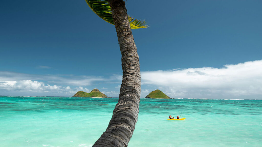 a palm tree and a palm tree in the ocean hawaii title search