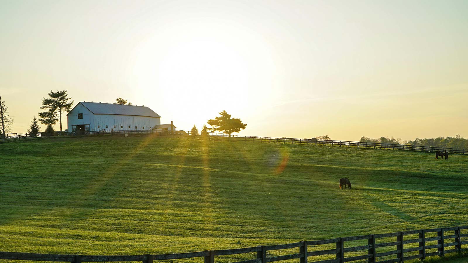 a horse grazing in a field Kentucky Title Search