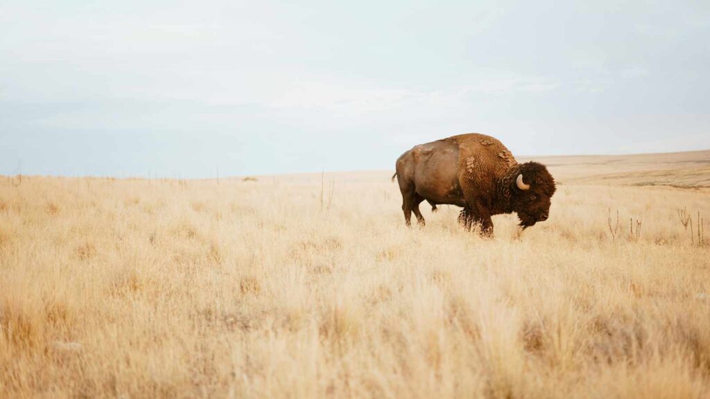 a buffalo in a field title company title insurance title services best online title search company best title search company in montana title search companies that work nationwide