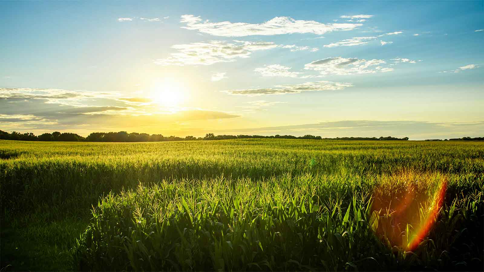 a person standing in a field of grass Iowa Title Search