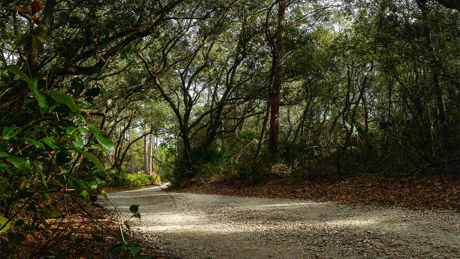 A gravel road curving through dense coastal woodland under an overcast sky