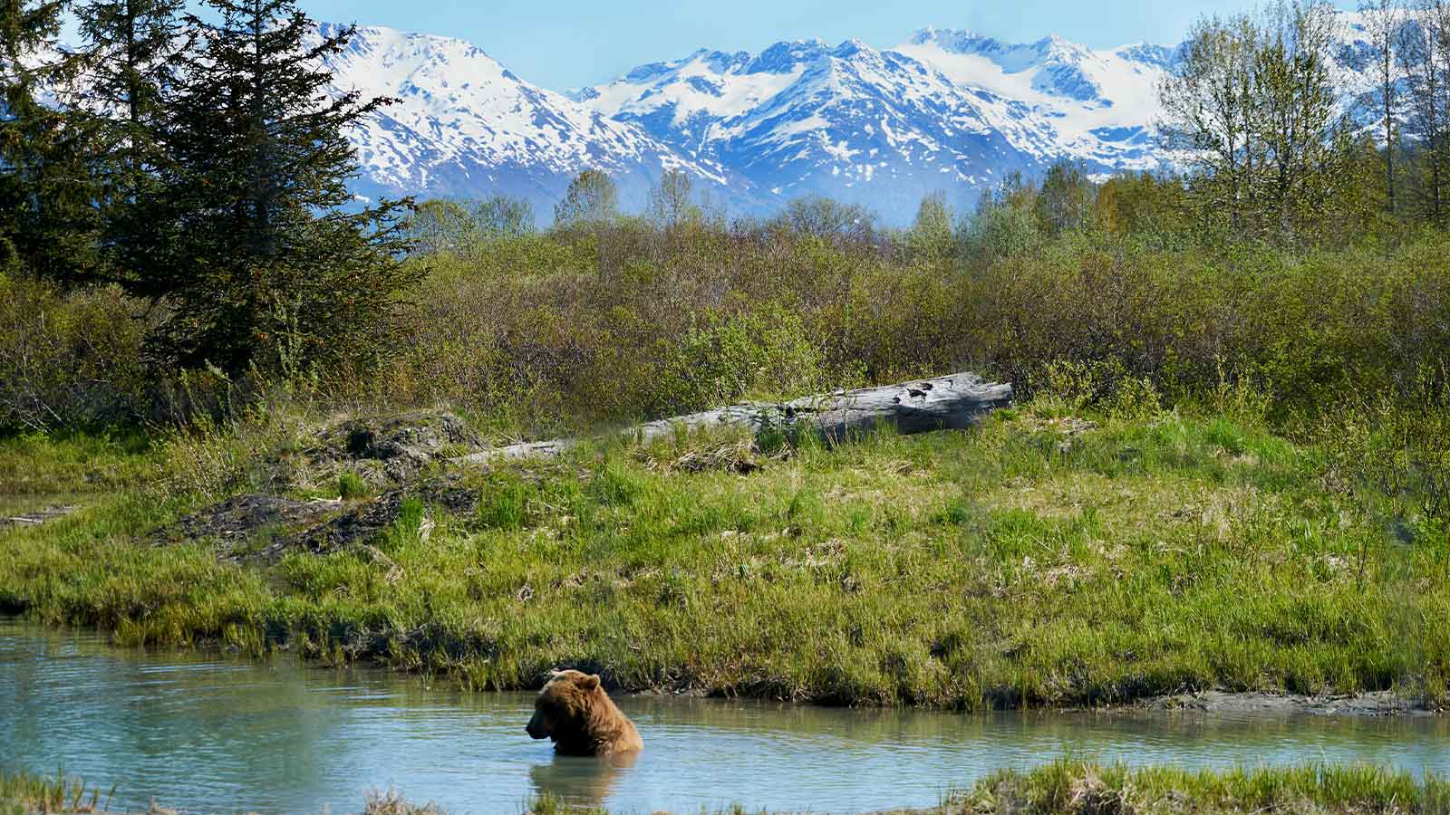 a bear in a river with mountains in the background Alaska Title Search: Fast, Reliable Reports from AFX Research