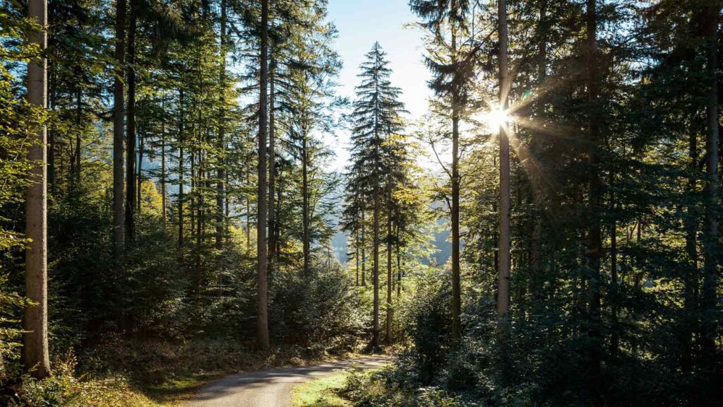a road through a forest AI title search