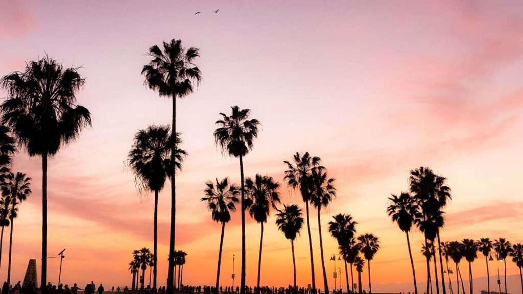 a group of palm trees at sunset property deed