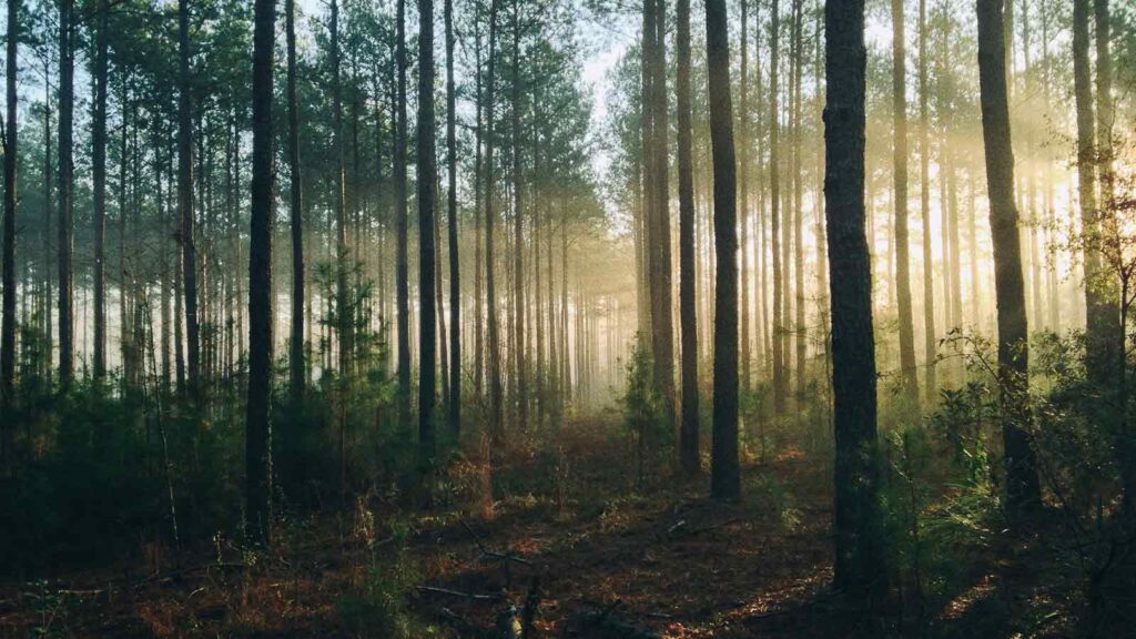 a forest with trees and fog how to find liens on property