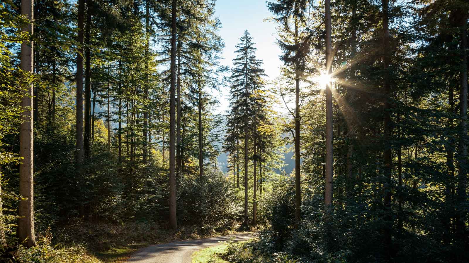 Sunlight filtering through tall trees. AUL