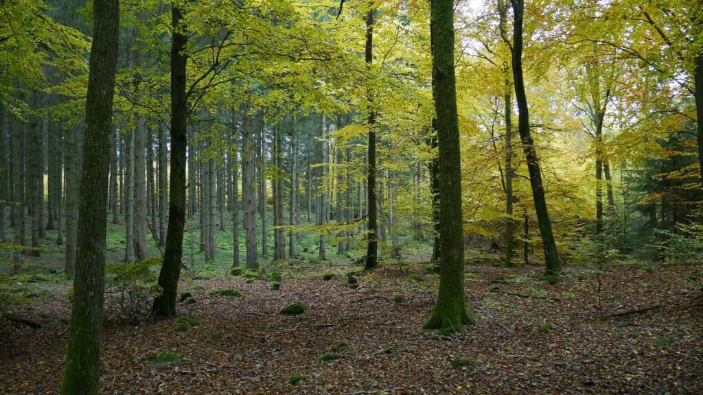 Serene forest with autumn foliage. phase 1 environmental site assessment cost