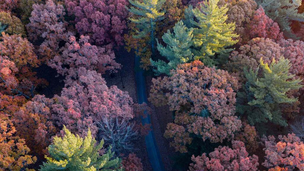 image of michigan trees AI Title Search Michigan