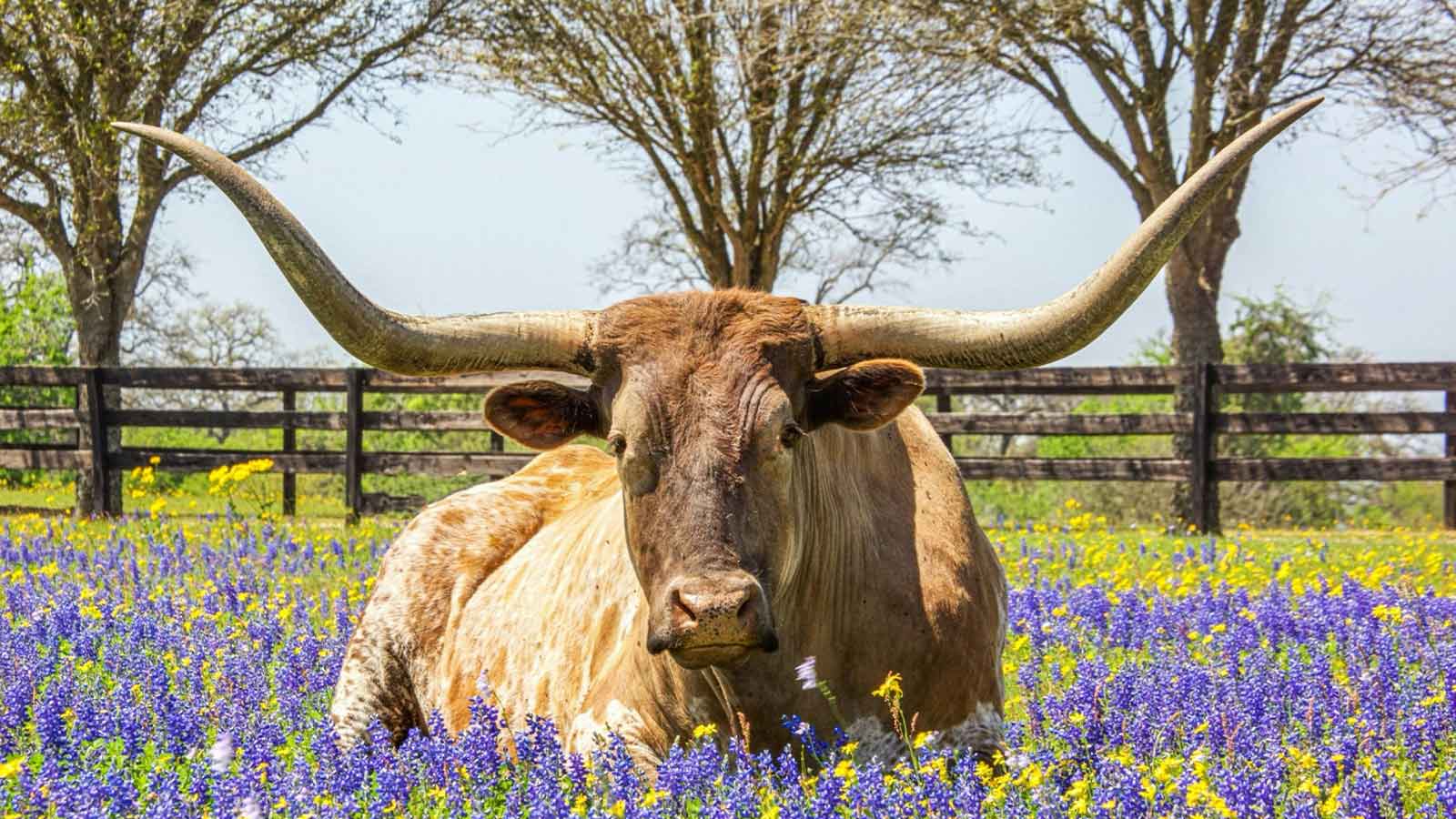 property AI Title Search in Texas