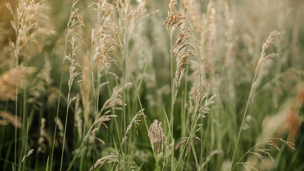AI Title Search in Nebraska field