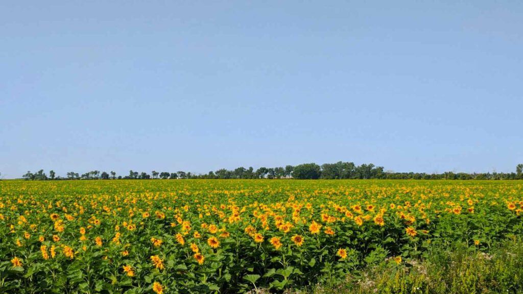 AI Title Search in North Dakota
