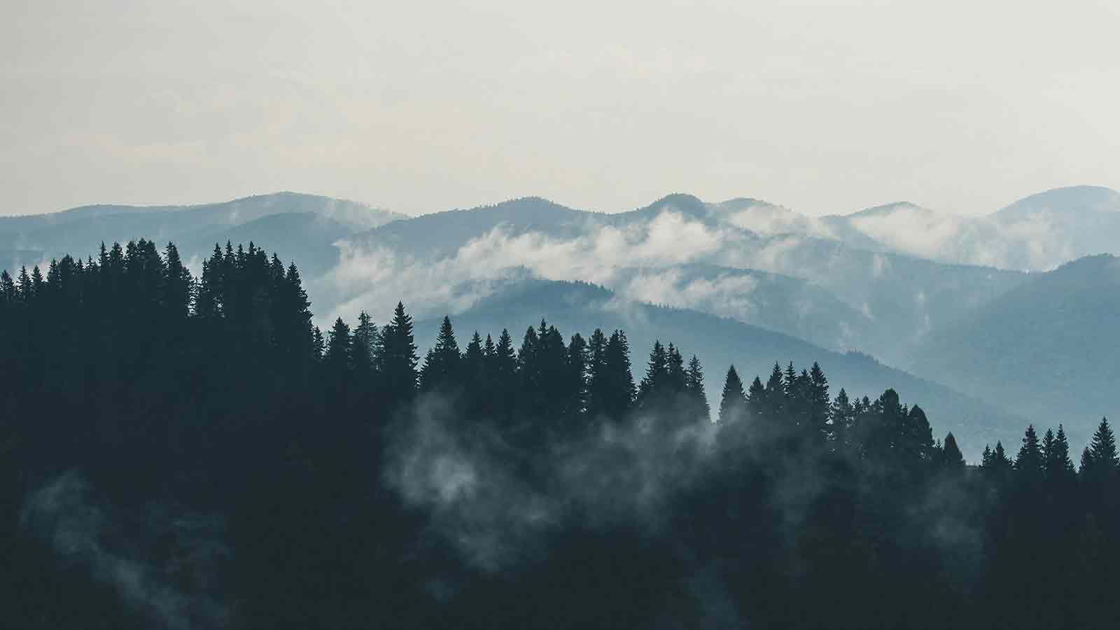 Lien Priority forest