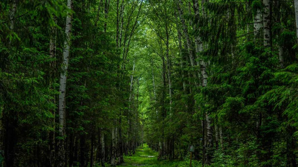 Property Tax Lien Search